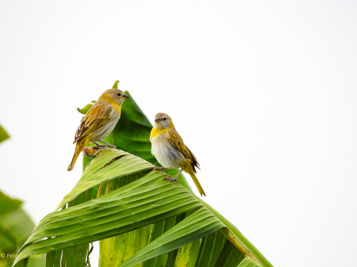 Saffron Finch - ML644550608
