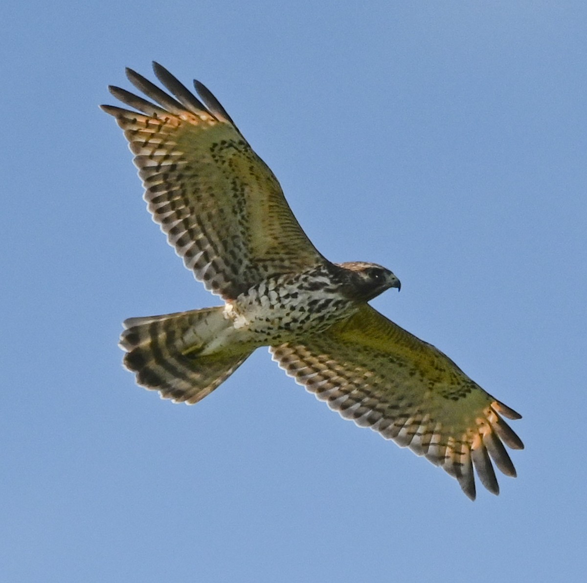 Red-shouldered Hawk - ML644550610
