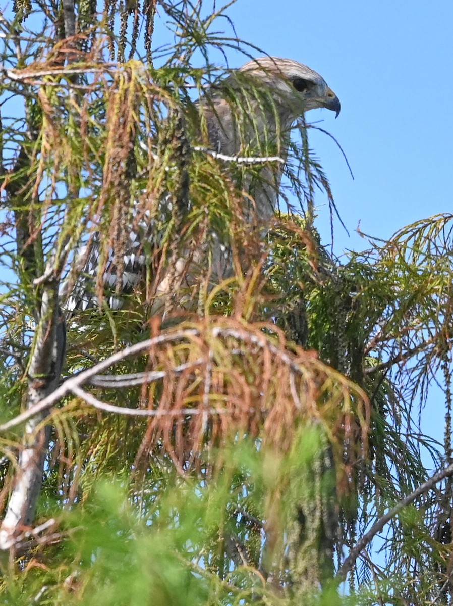 Red-shouldered Hawk - ML644550611