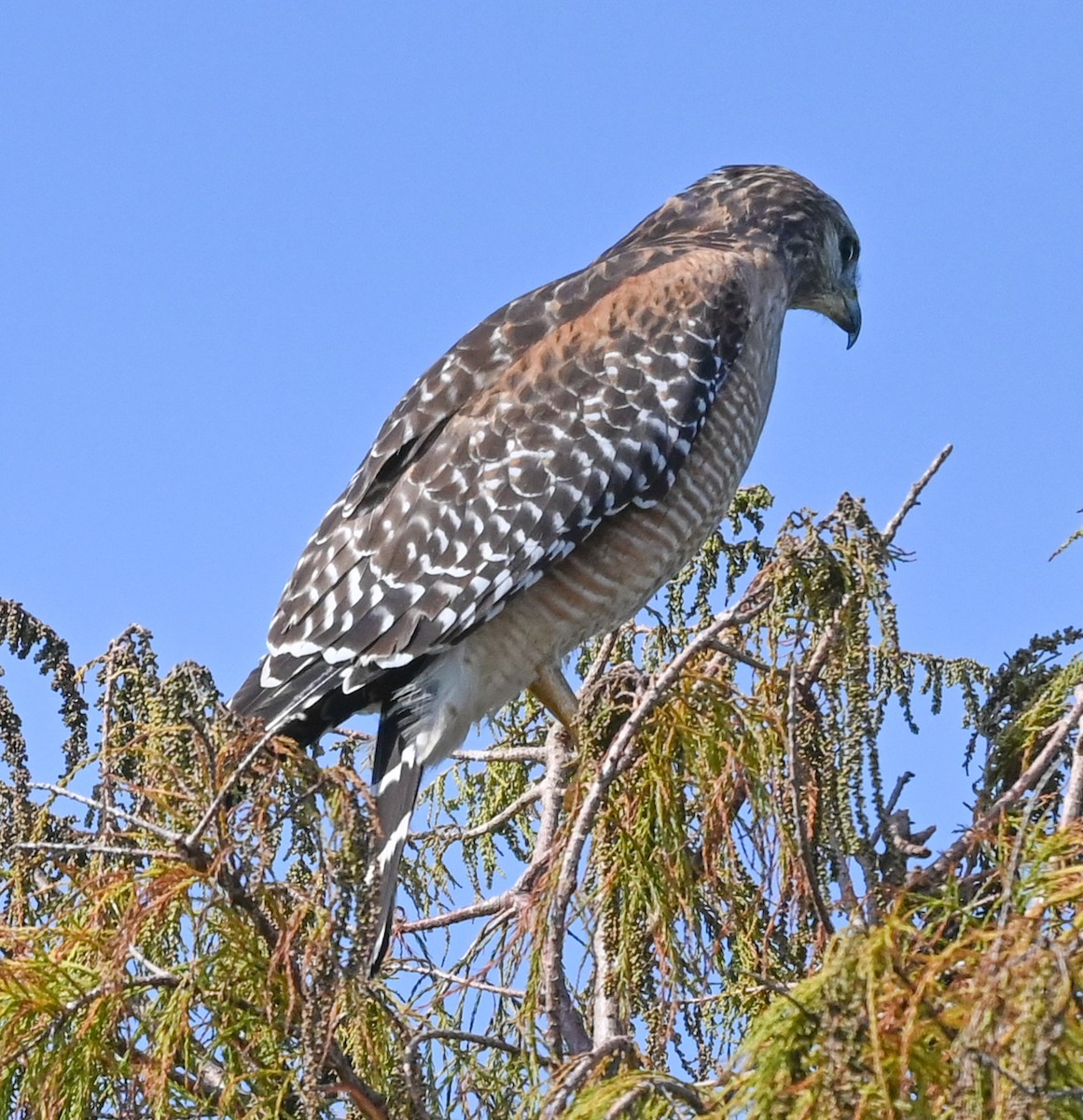 Red-shouldered Hawk - ML644550612