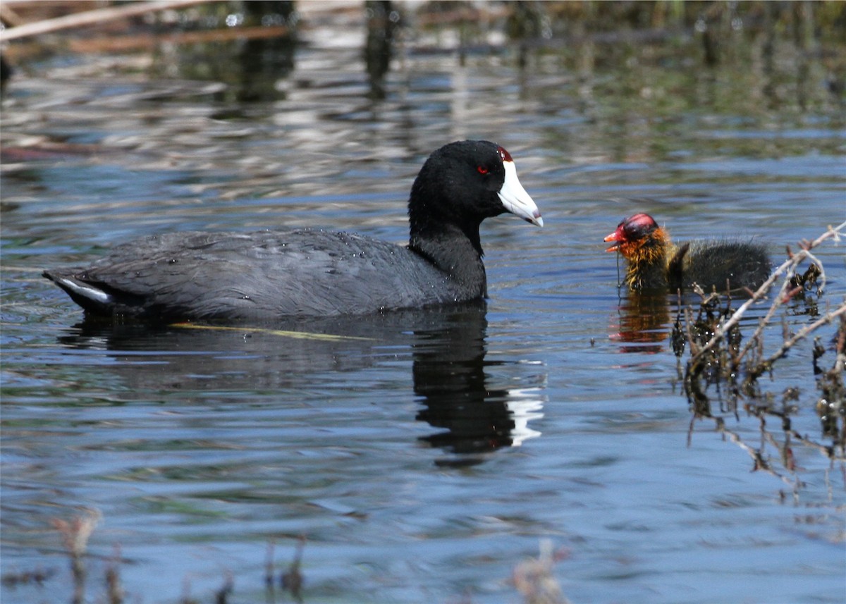 Kopetazuri amerikarra - ML644550622