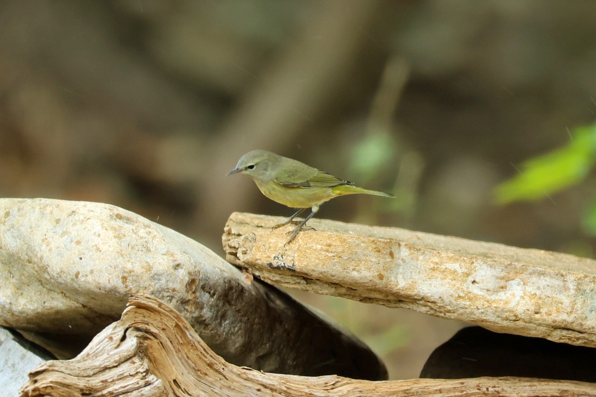 Orange-crowned Warbler - ML644550623