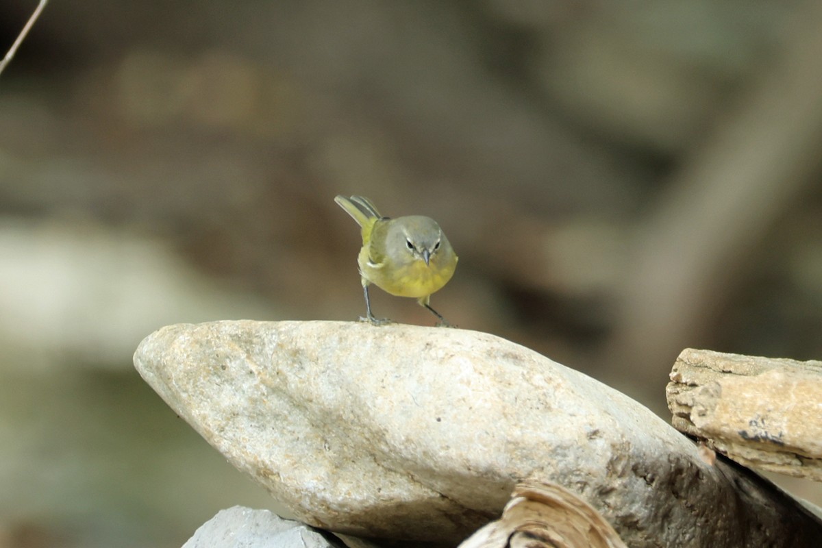 Orange-crowned Warbler - ML644550624