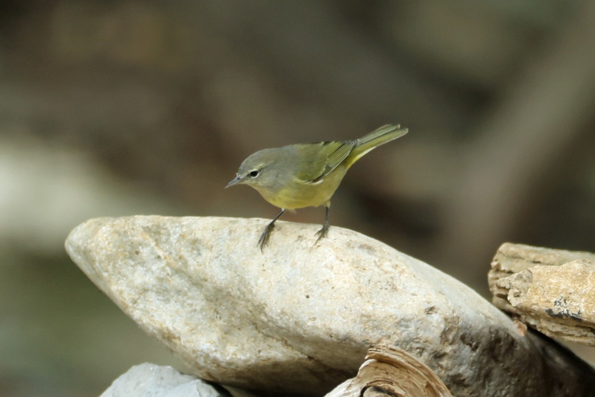 Orange-crowned Warbler - ML644550625