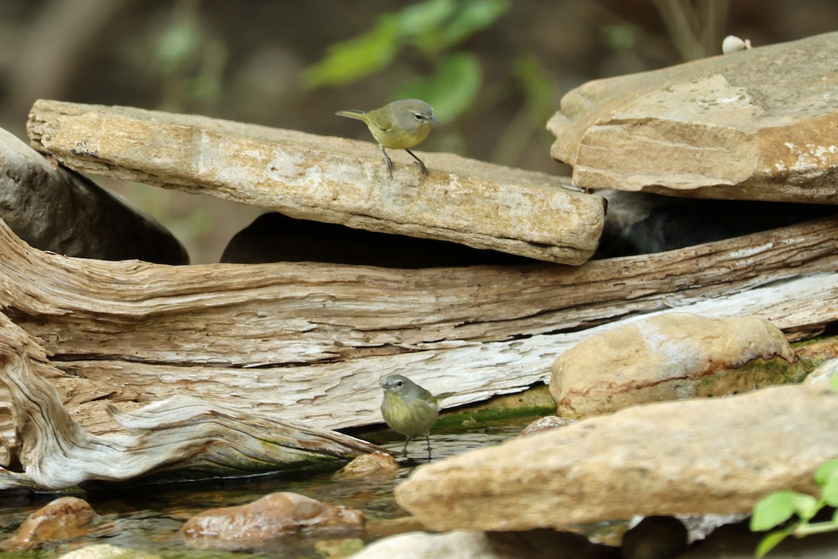 Orange-crowned Warbler - ML644550626