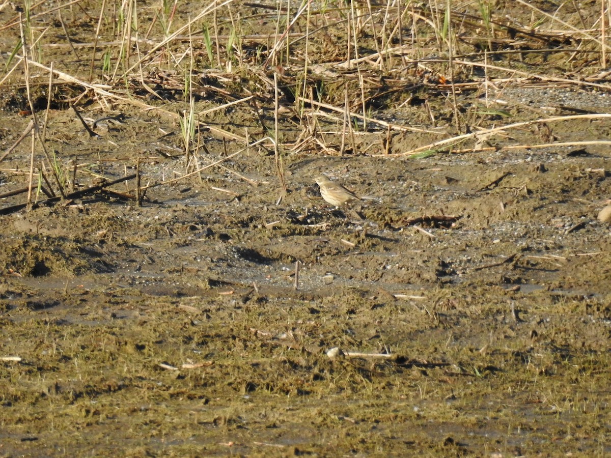 American Pipit - ML644550627