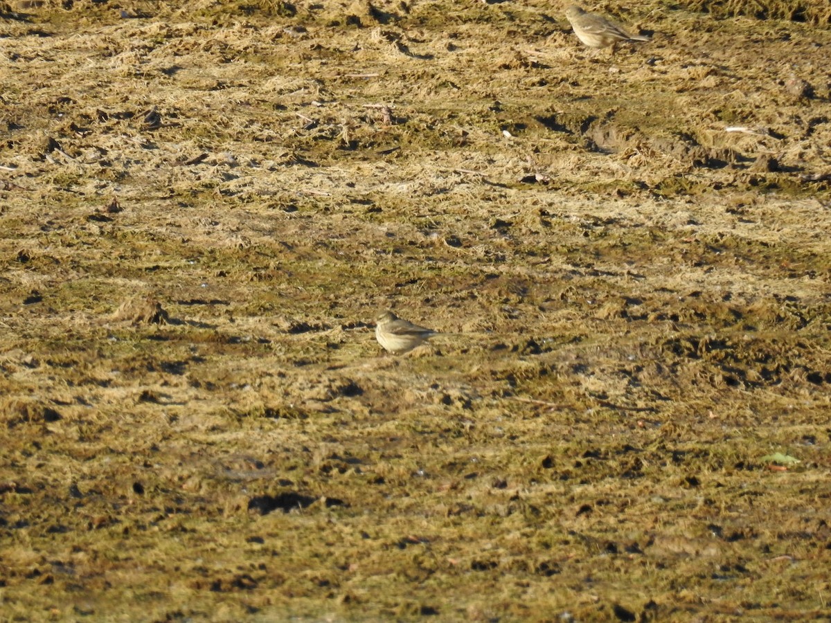 American Pipit - ML644550628