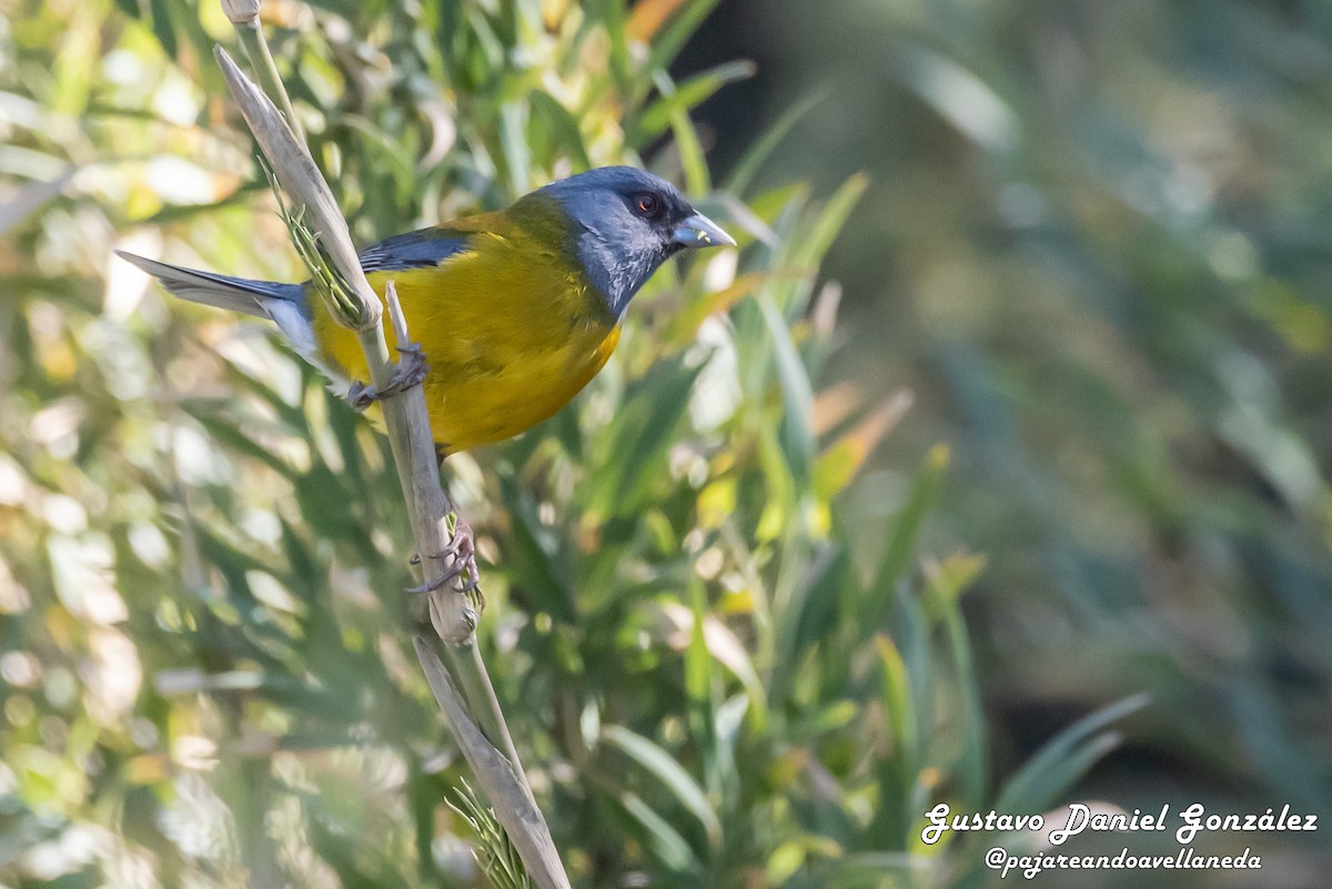 Patagonian Sierra Finch - ML644550630