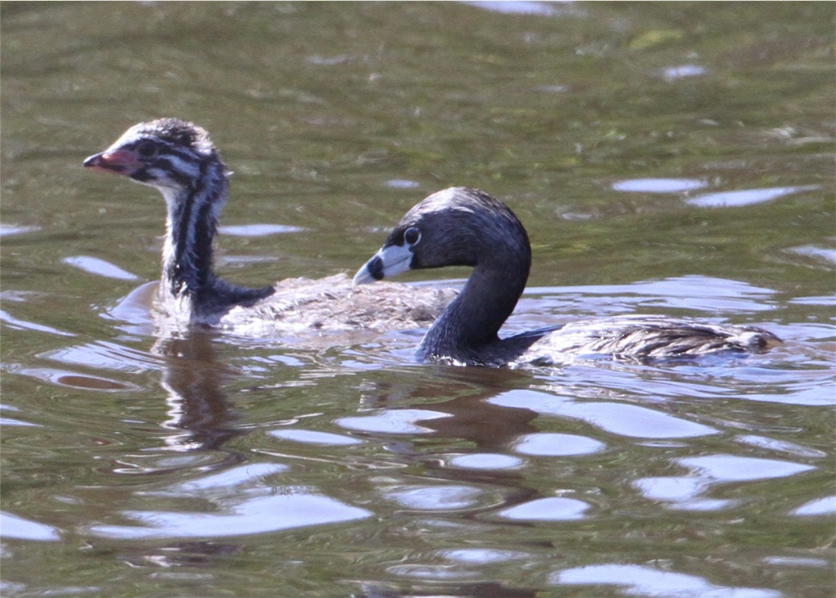 ringnebbdykker - ML644550631