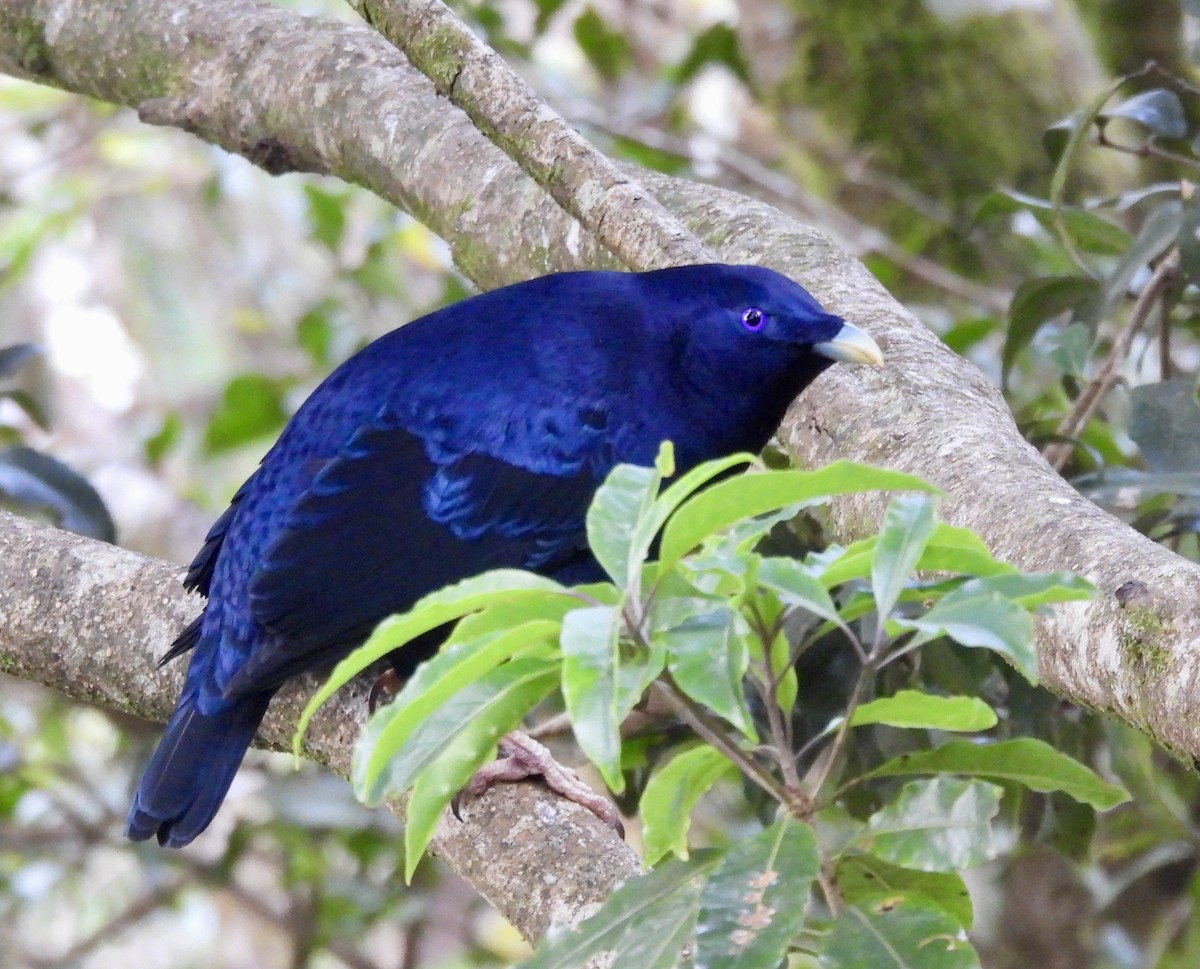 lemčík hedvábný - ML644550634