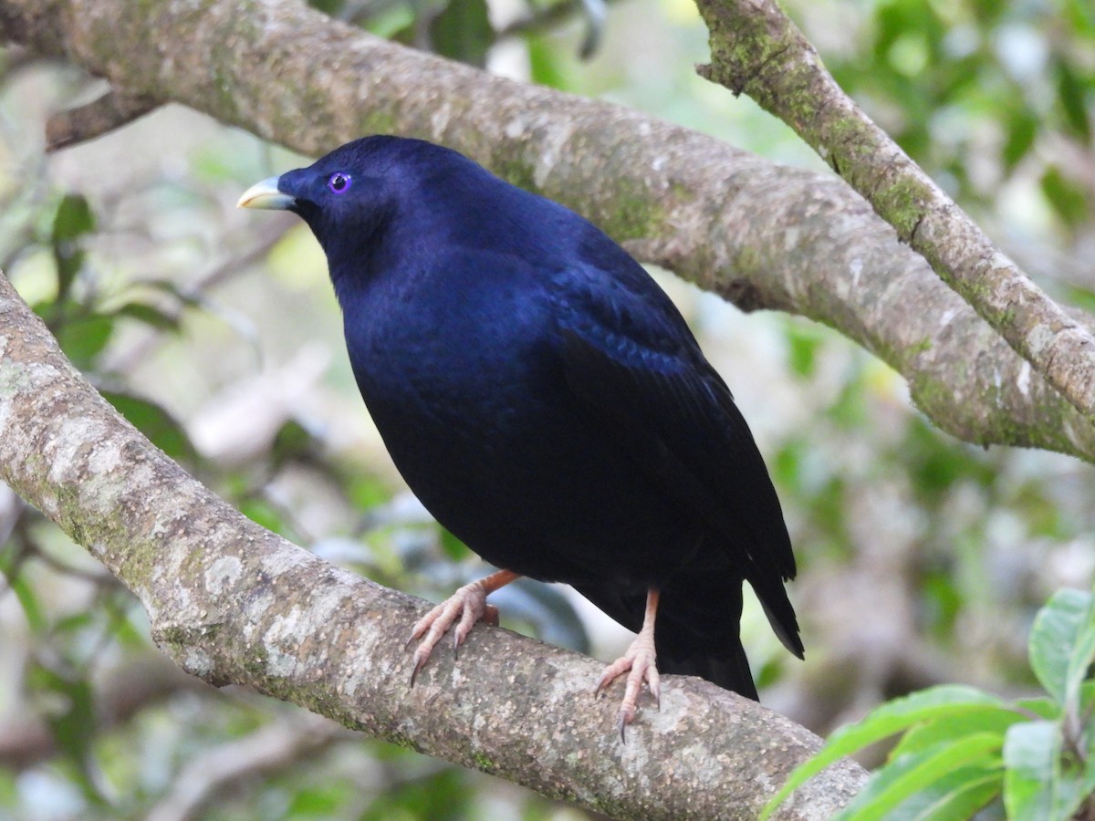 lemčík hedvábný - ML644550635