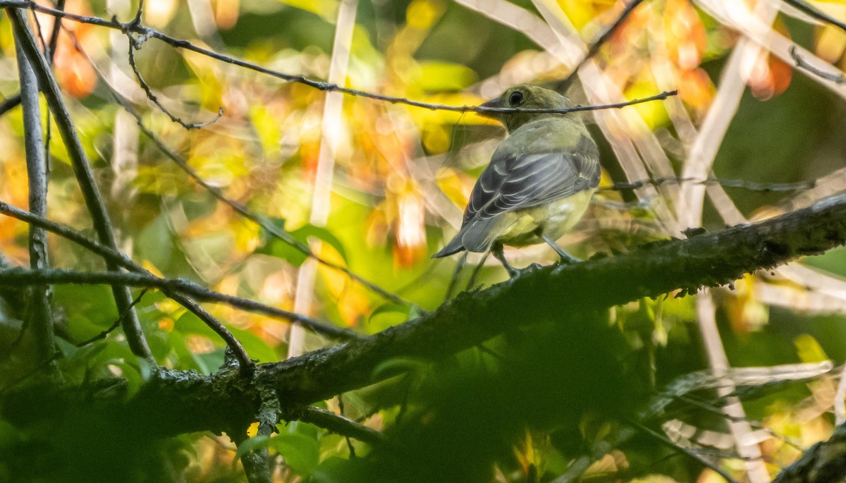 Piranga gorri-beltza - ML644550638