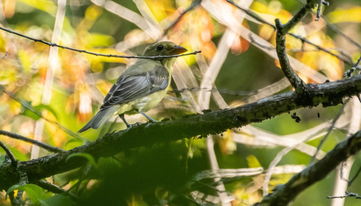 Piranga gorri-beltza - ML644550639