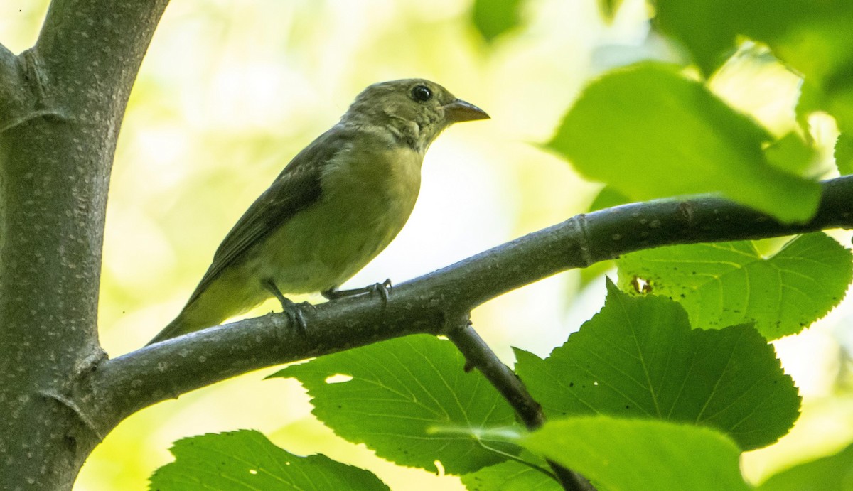 Piranga gorri-beltza - ML644550640