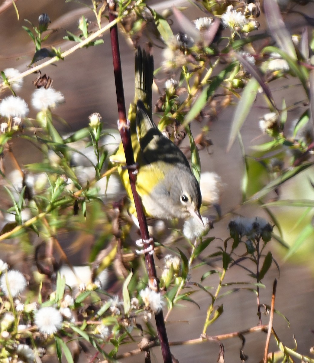 MacGillivray's Warbler - ML644550642