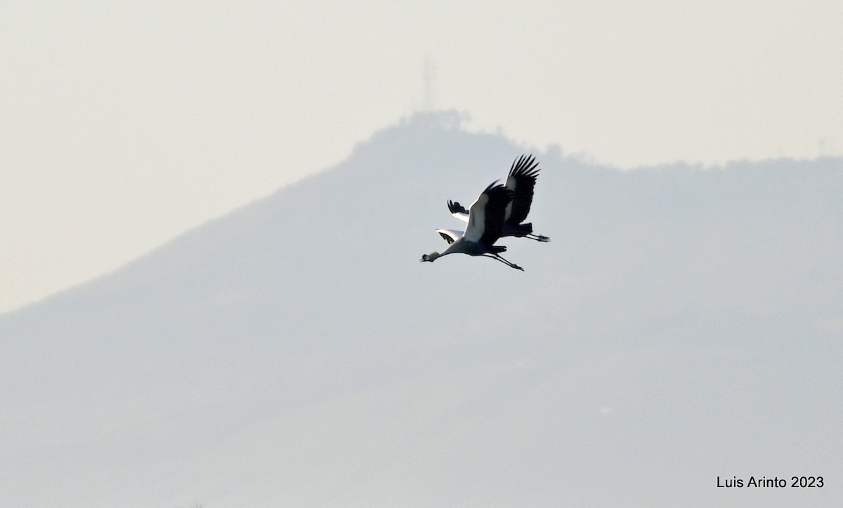 Gray Crowned-Crane - ML644550648