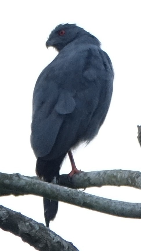 Crane Hawk - ML644550649