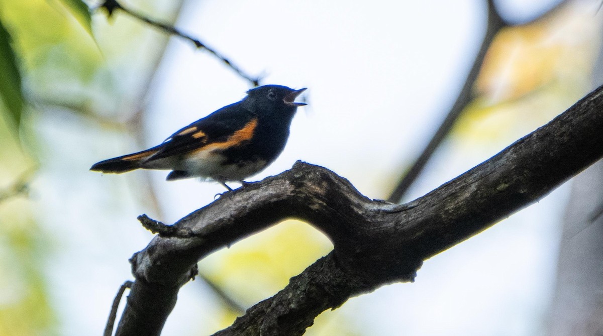 Kızıl Kuyruklu Ötleğen - ML644550653