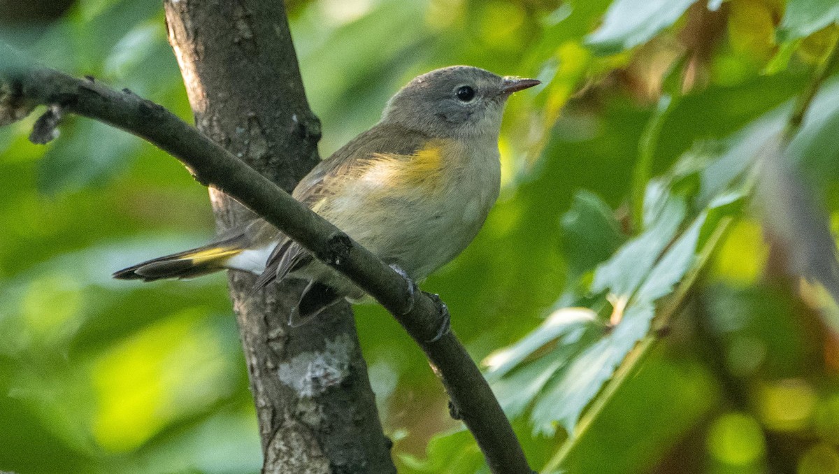 Kızıl Kuyruklu Ötleğen - ML644550654