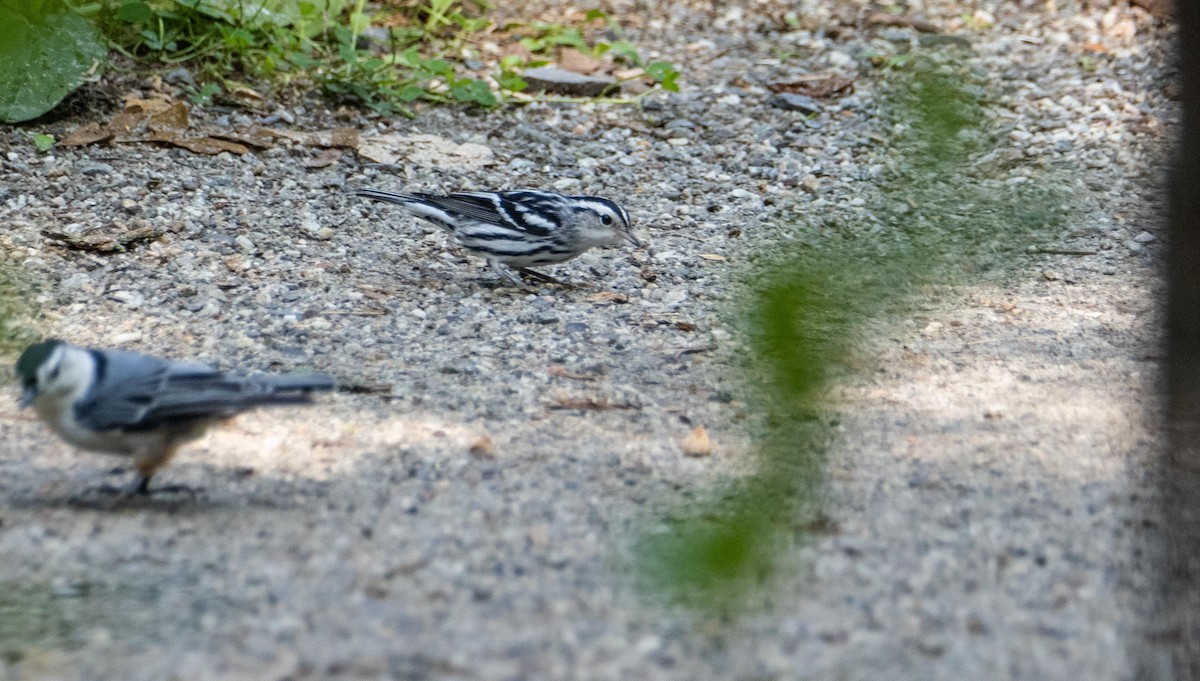 Black-and-white Warbler - ML644550664