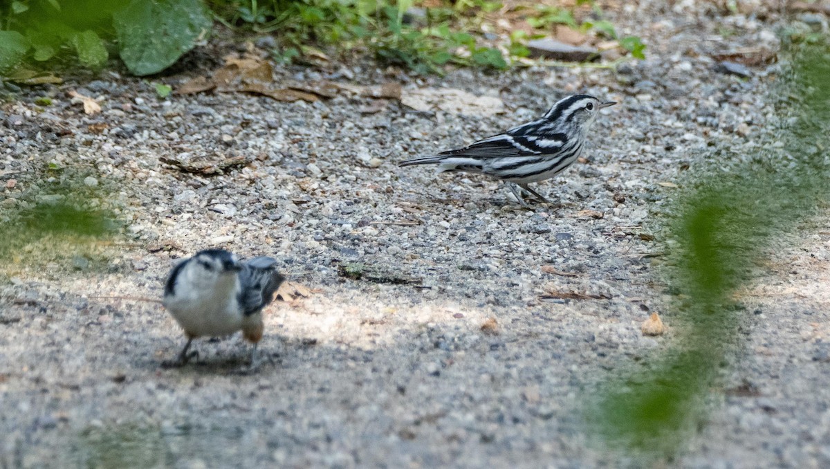 Black-and-white Warbler - ML644550665