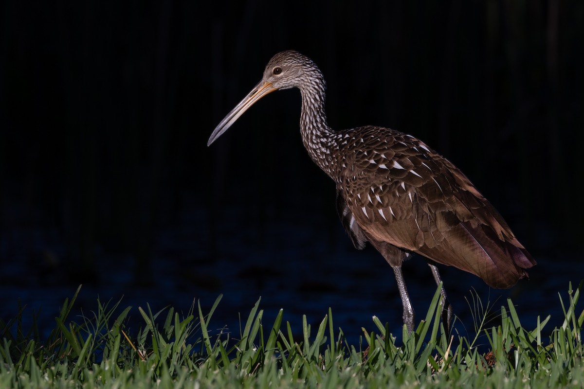 Limpkin - ML644550670