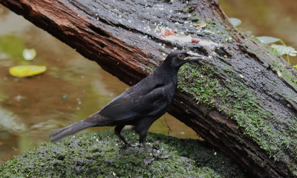 stortrupial - ML644550672