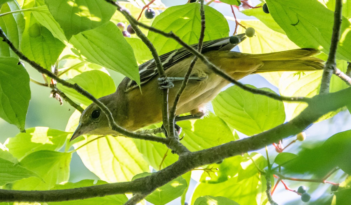 Oriole de Baltimore - ML644550675