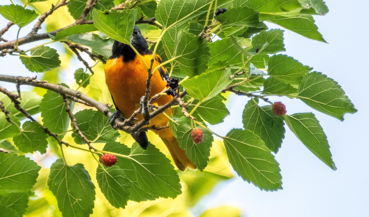 Oriole de Baltimore - ML644550676