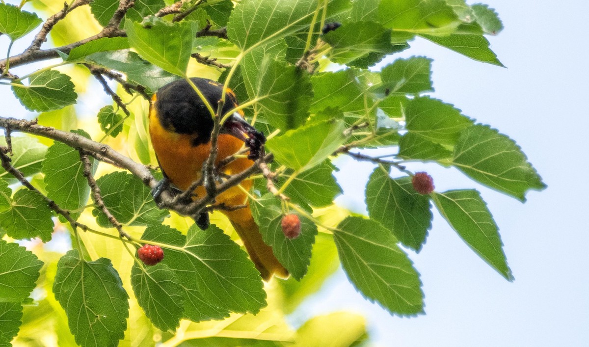 Oriole de Baltimore - ML644550677