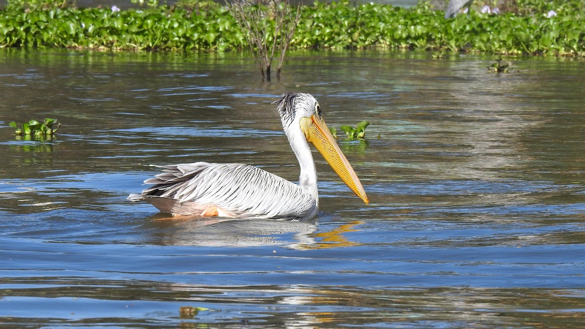 Pélican gris - ML644550678