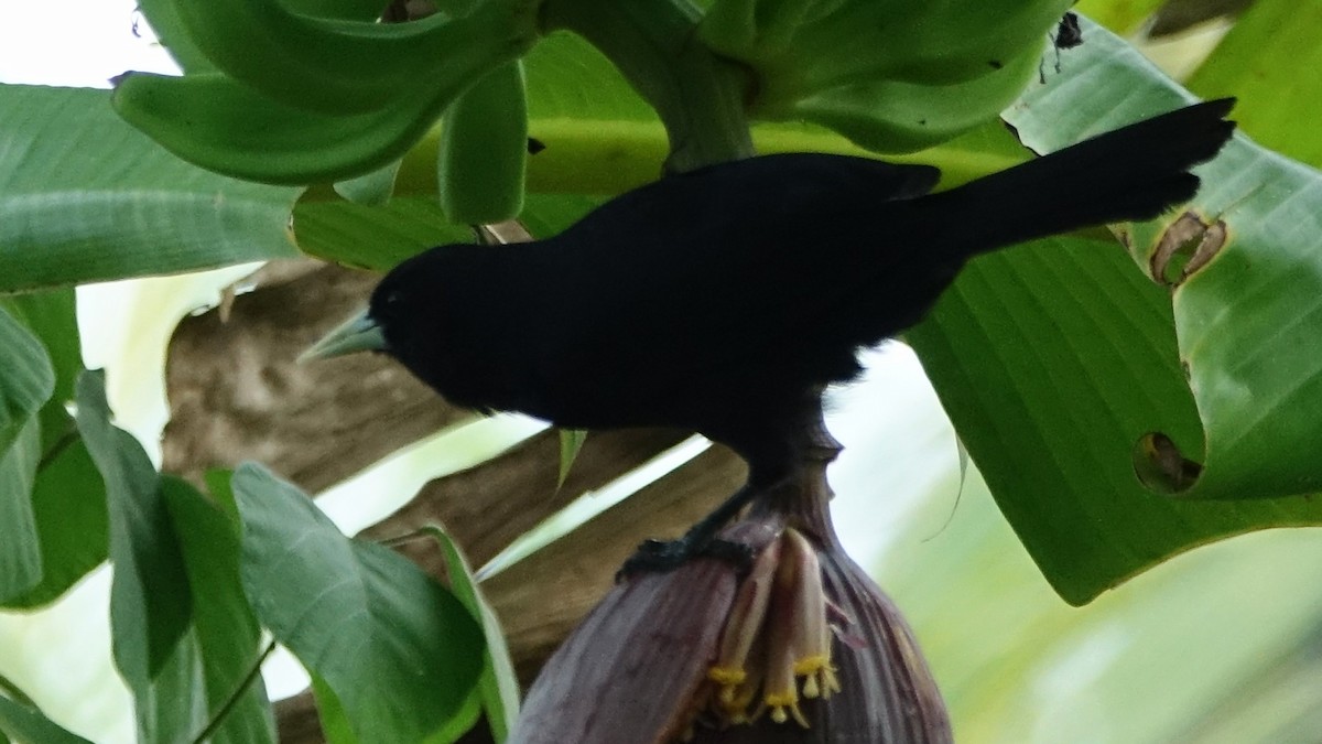 Solitary Black Cacique - ML644550682