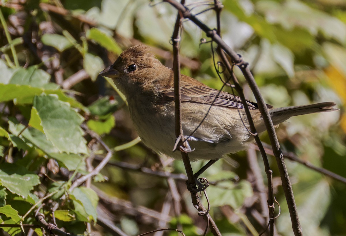 Indigo Bunting - ML644550683