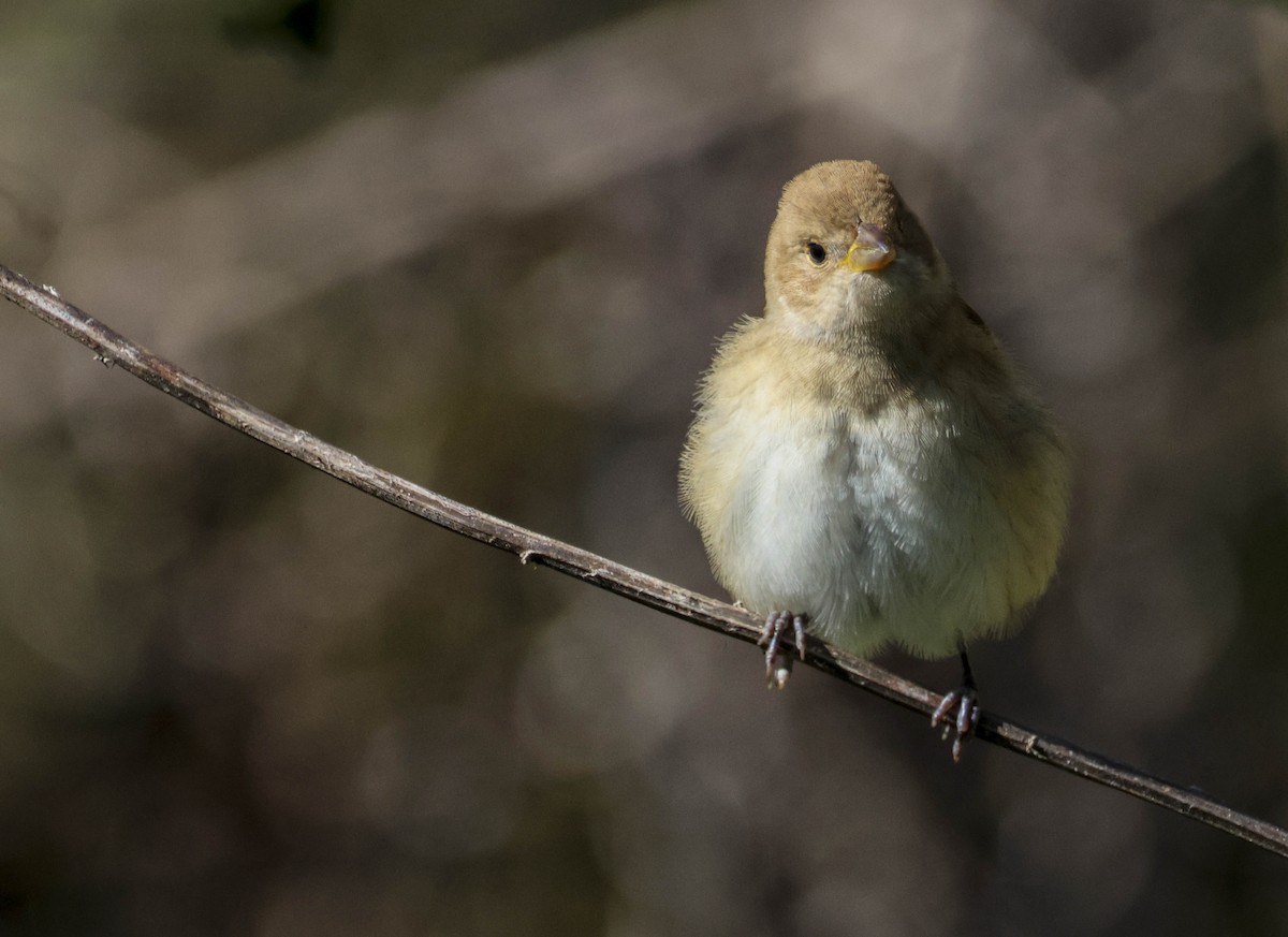Indigo Bunting - ML644550684