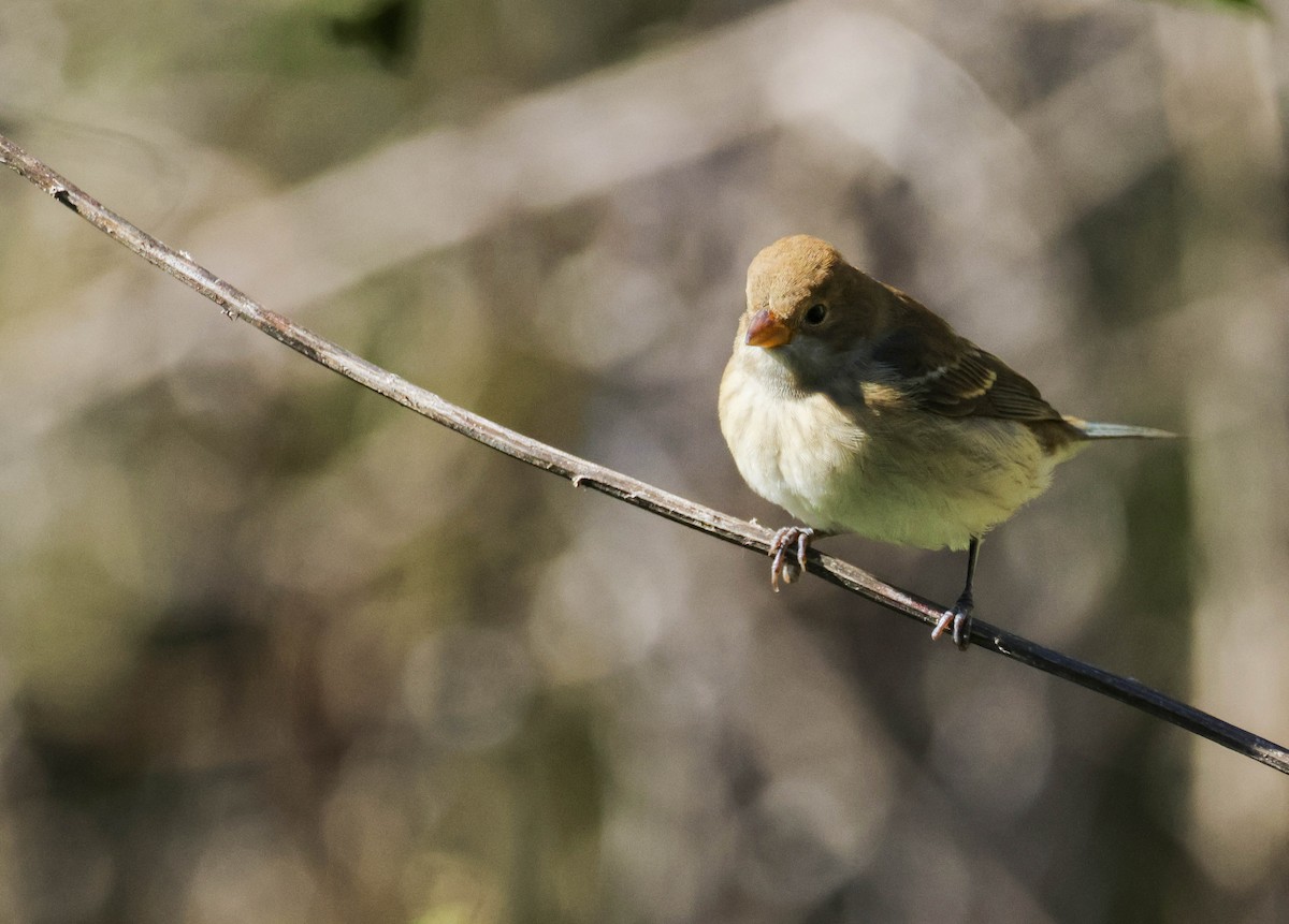 Indigo Bunting - ML644550685