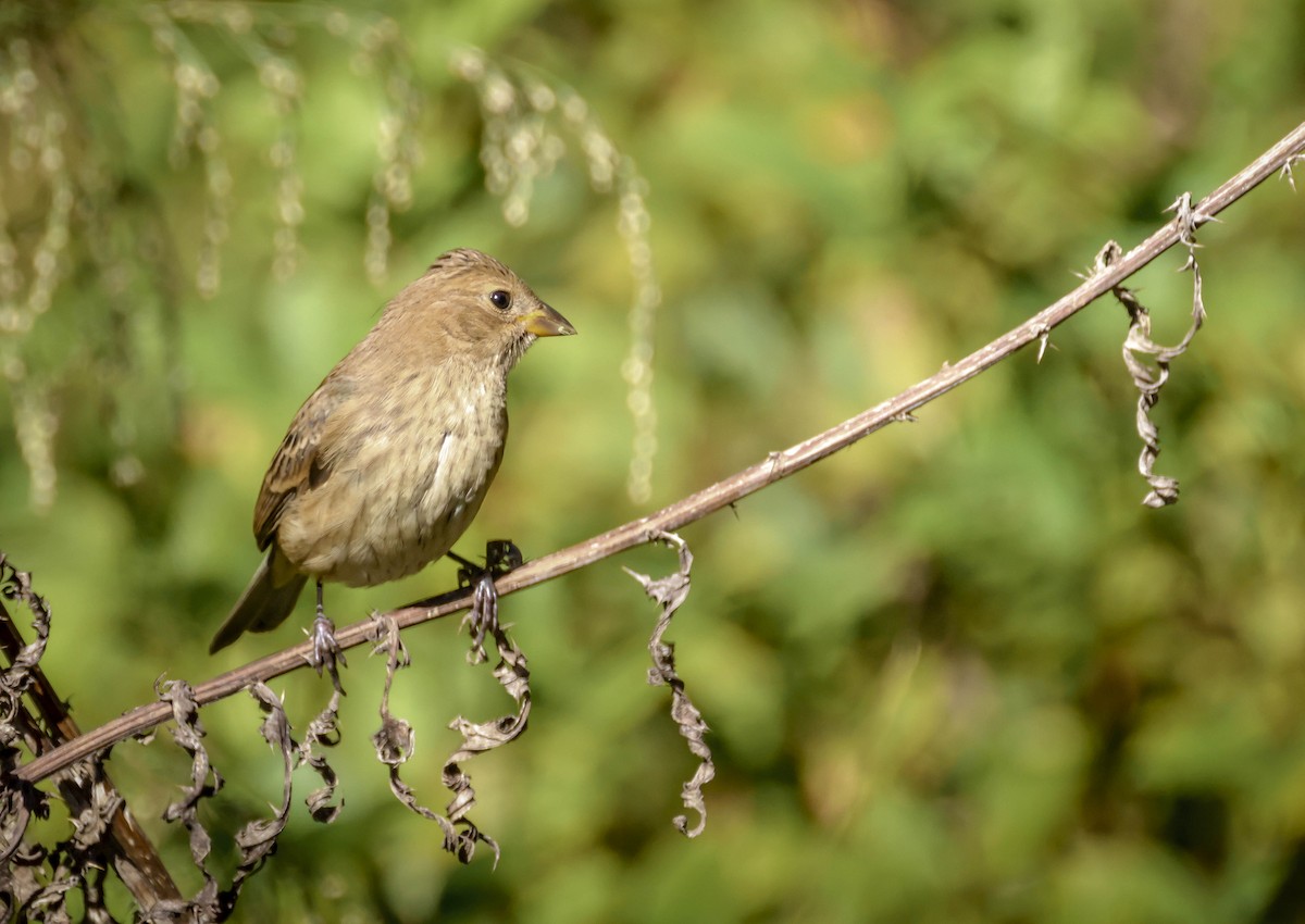Indigo Bunting - ML644550686