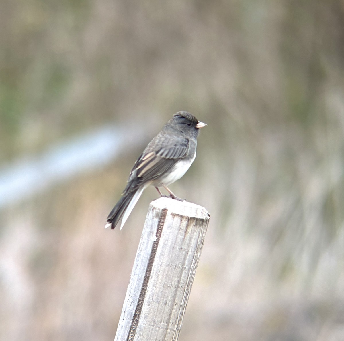 Dark-eyed Junco - ML644550687