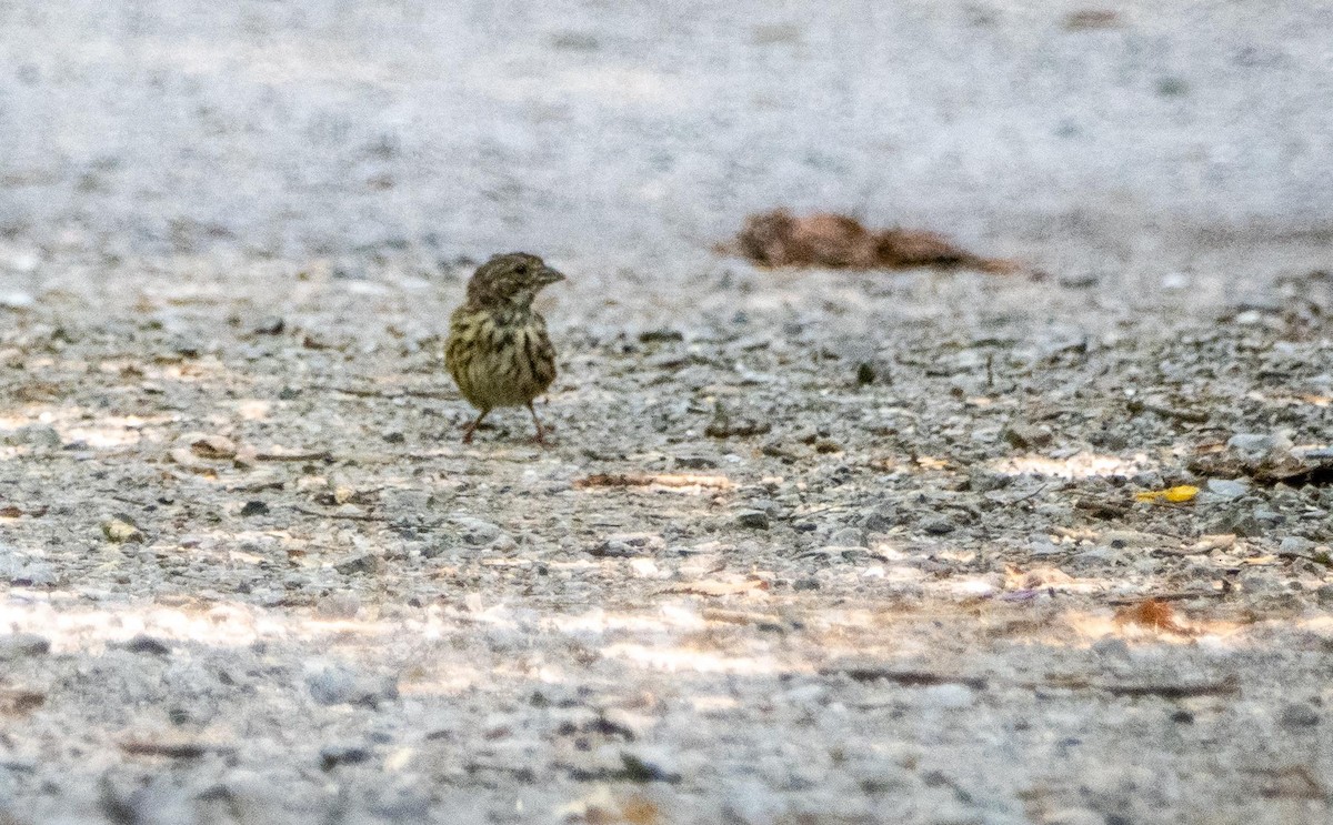 Song Sparrow - ML644550688