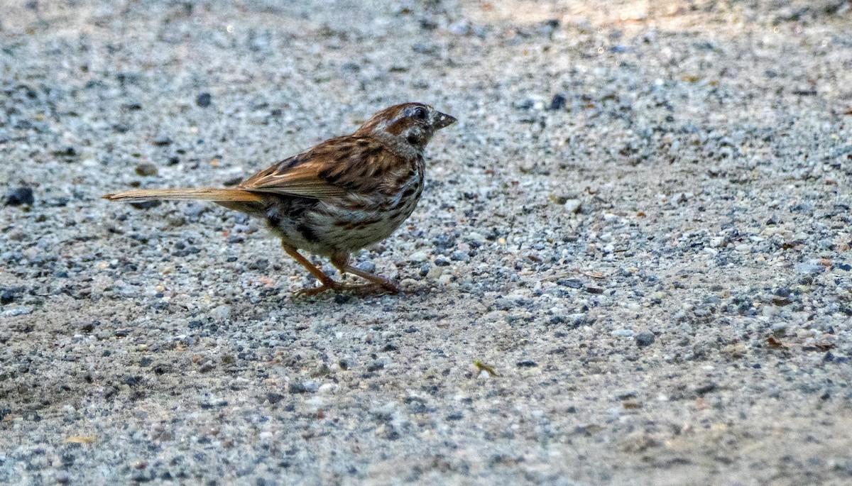 Song Sparrow - ML644550689