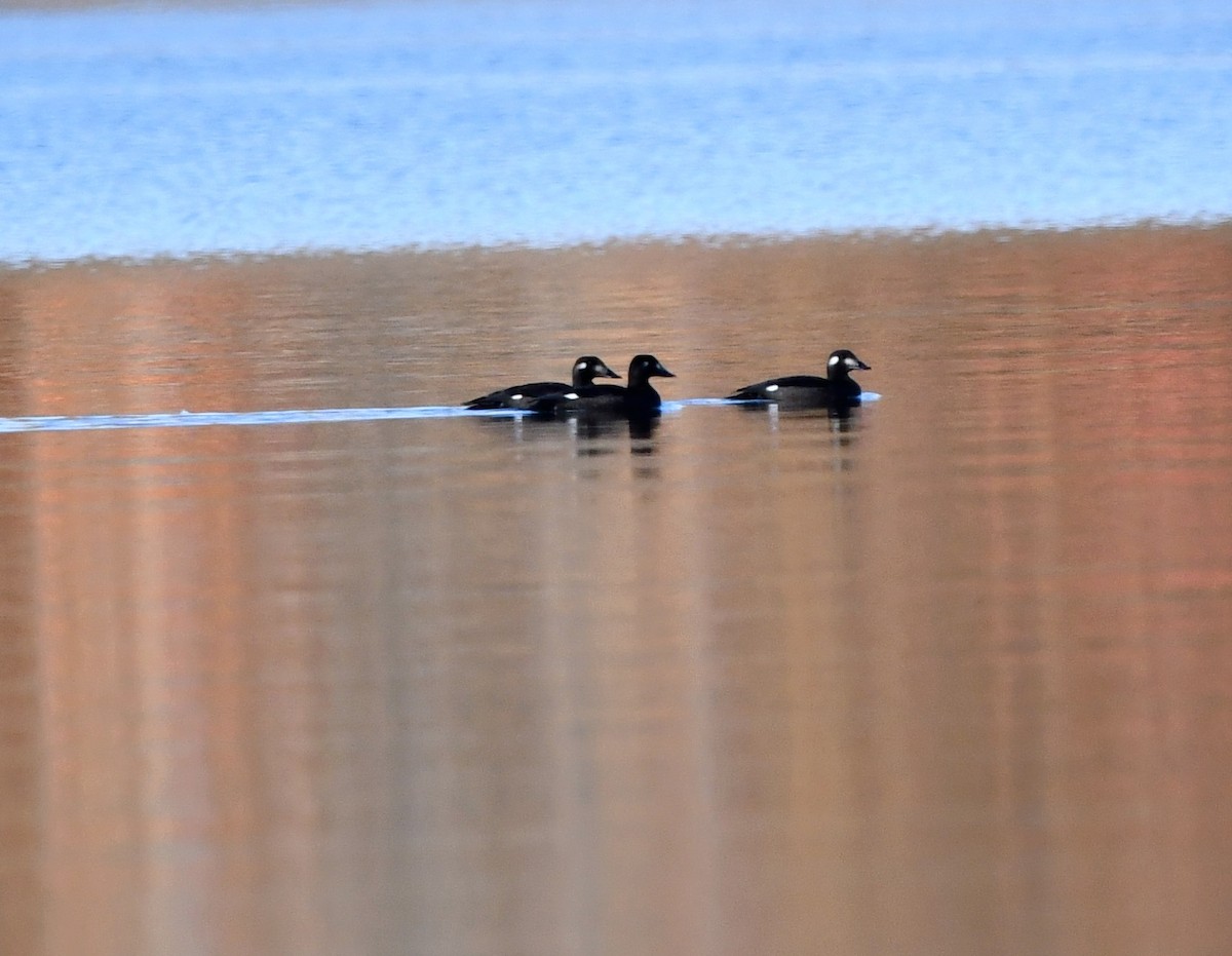 White-winged Scoter - ML644550690