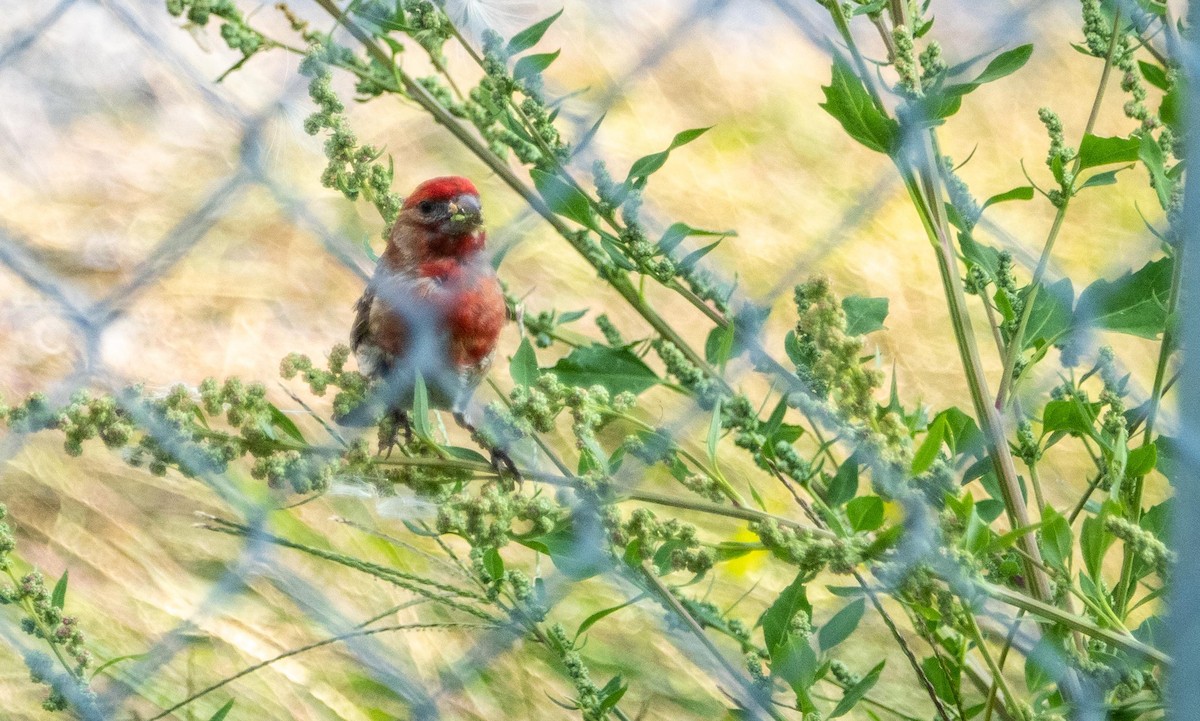 House Finch - ML644550691