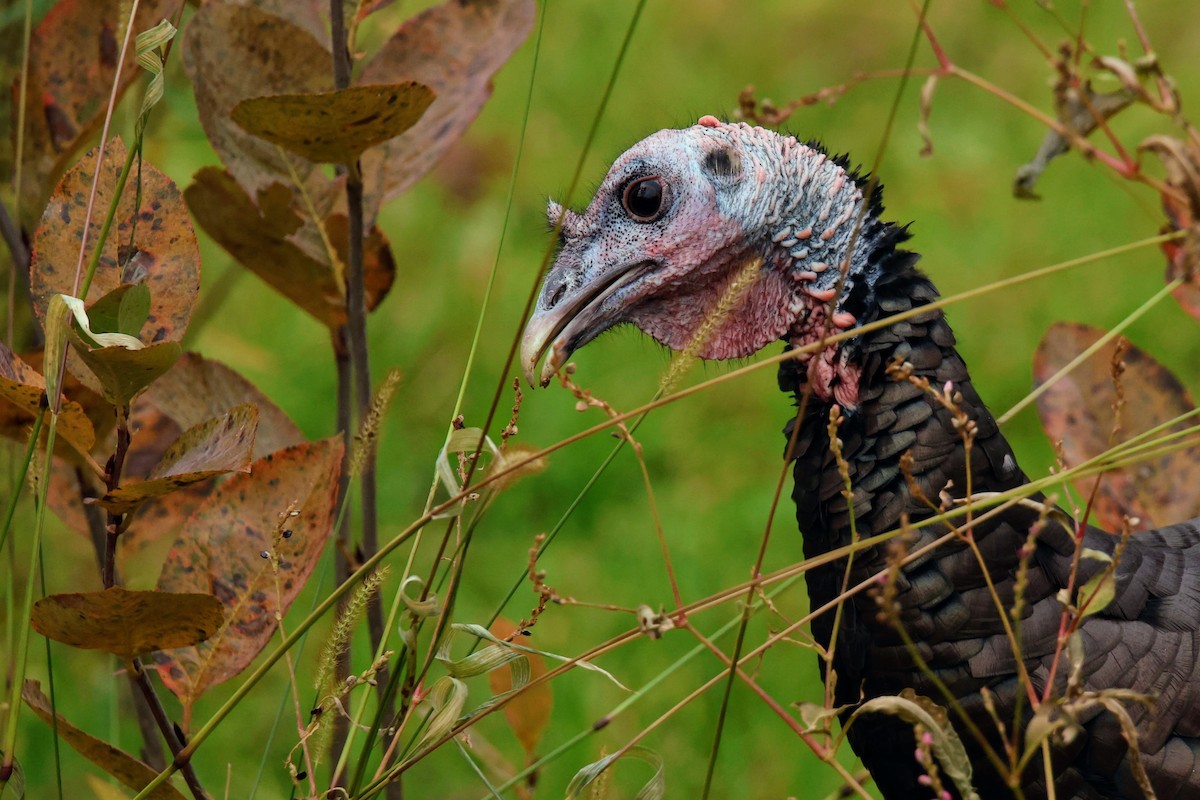Wild Turkey - ML644550692