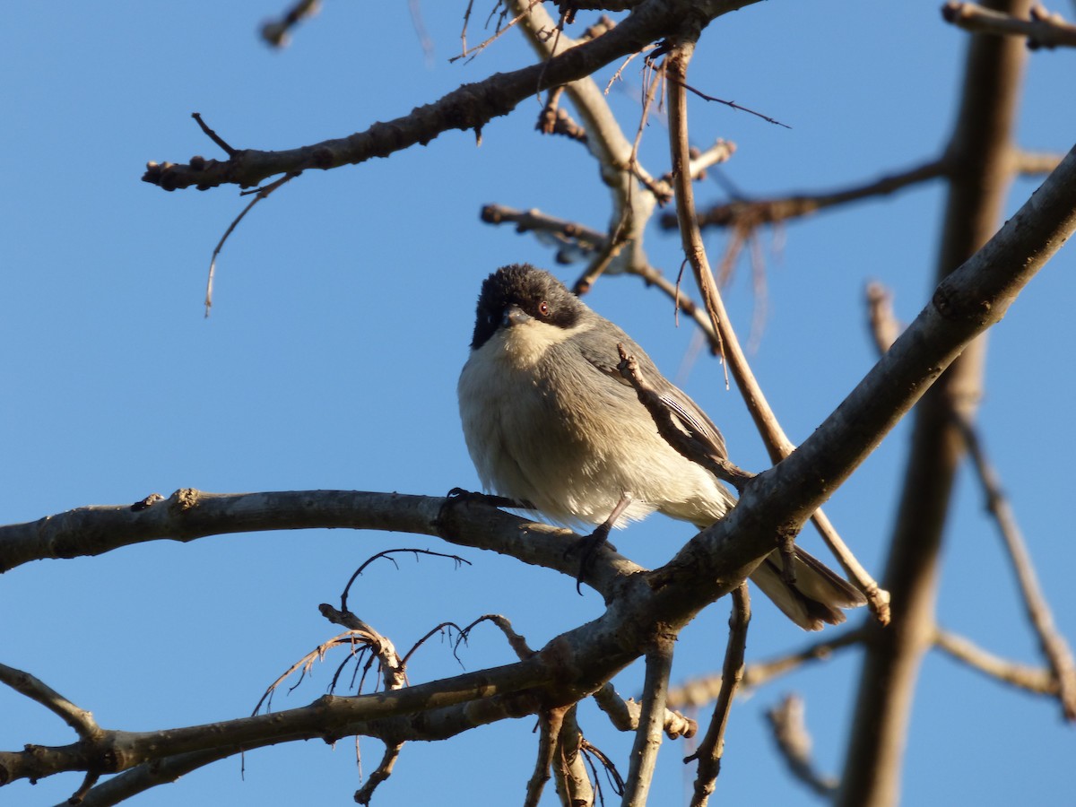 Black-capped Warbling Finch - ML644550693