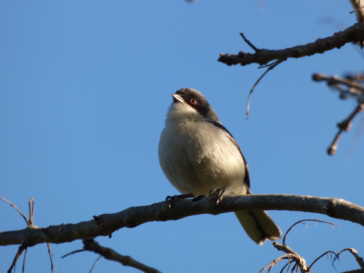 Black-capped Warbling Finch - ML644550694