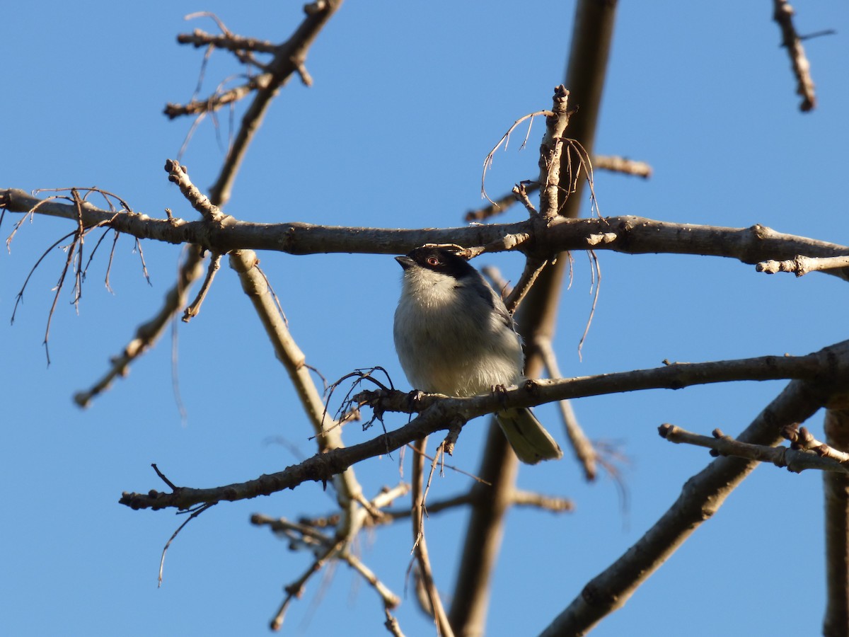 Black-capped Warbling Finch - ML644550695