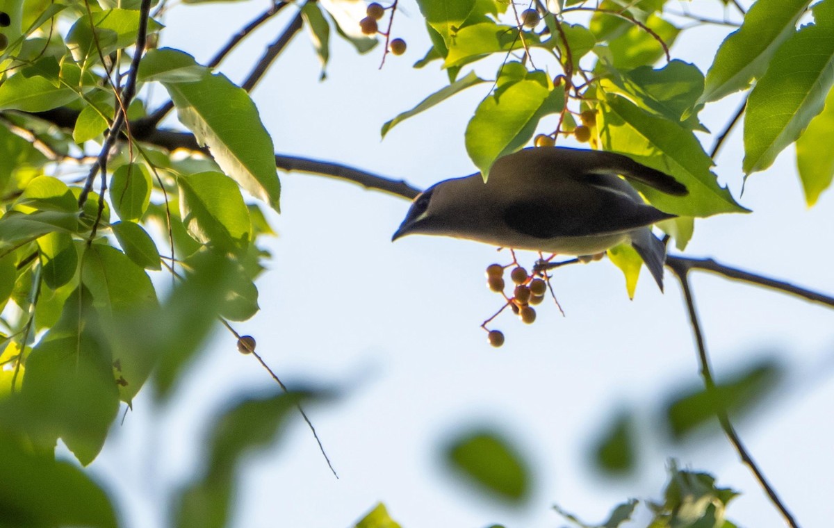 Cedar Waxwing - ML644550696