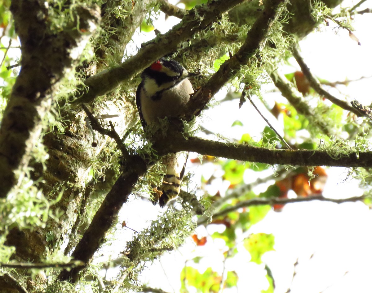 Downy Woodpecker (Pacific) - ML644550698