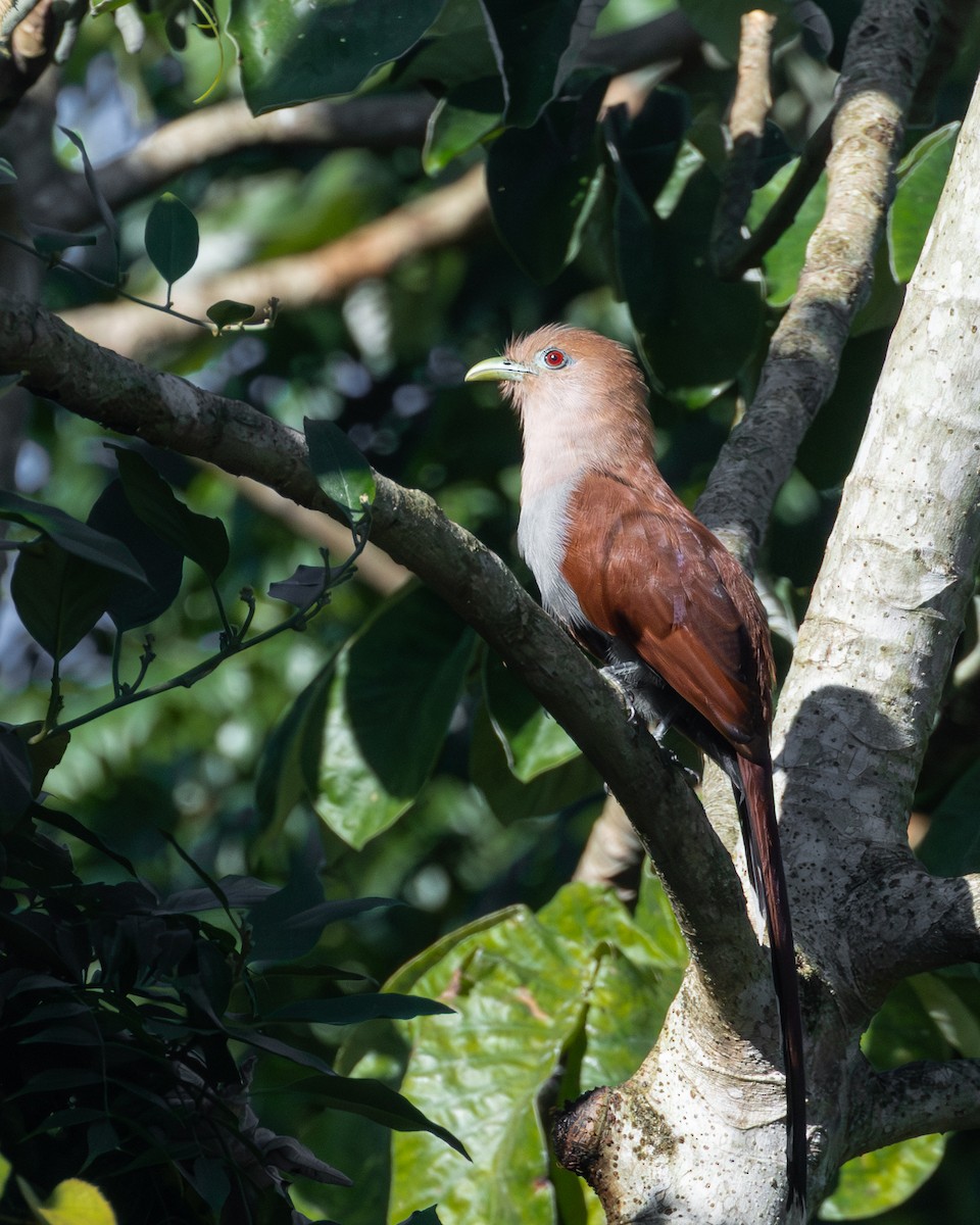 Common Squirrel-Cuckoo - ML644550700