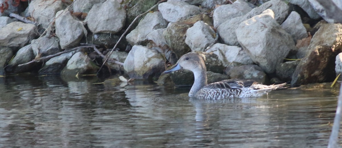 Northern Pintail - ML644550701