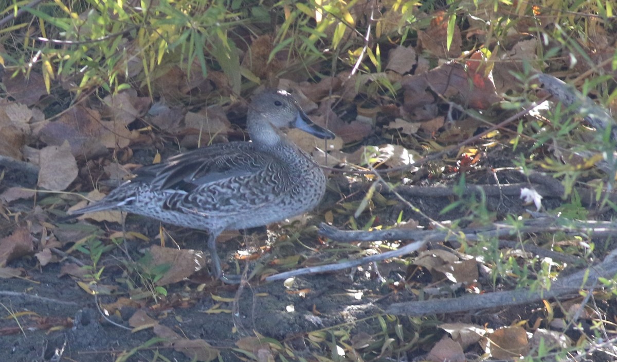 Northern Pintail - ML644550702